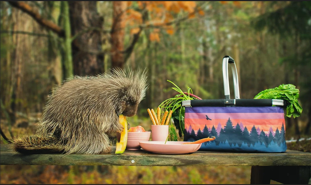 The Camp Casual range of RV themed dishes, mugs, picnic carriers, and campsite accessories...