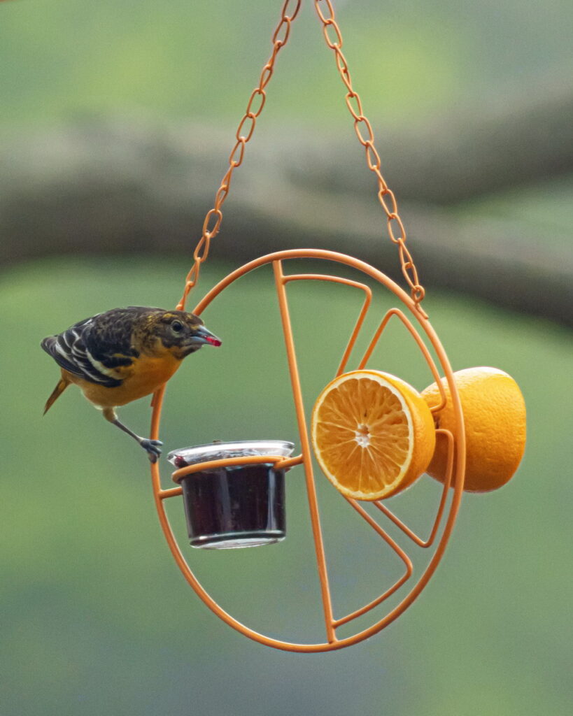 Oriole at Wheatley Provincial Park, Ontario. Photo by Ben Coles.