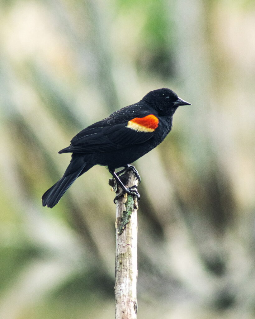 Red Winged Blackbird at Wheatley Provincial Park, Ontario. Photo by Ben Coles.