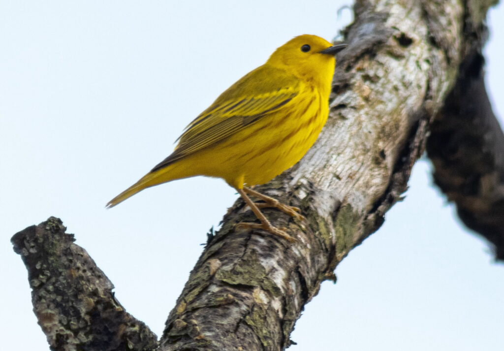 Yellow Warbler aqt Wheatley Provincial Park, Ontario. Photo by Ben Coles.